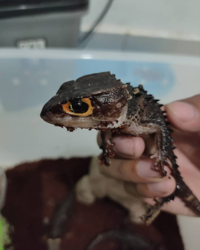 Red eyed crocodile skink-red.jpg