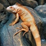 Rhino Iguana-rhino.jpeg