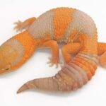 Striped Tangerine African Fat Tailed Gecko-striped.jpg