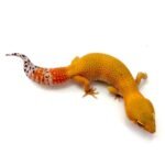Tangerine albino super giant leopard gecko