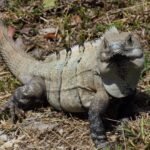 Yucatan Spiny Tail Iguana-yu.jpeg