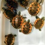 Golden Flame Florida Red Bellied Turtle