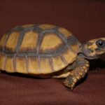 High Yellow Yellow Footed Tortoises-High-Yellow-Yellow-Footed-Tortoises.jpg