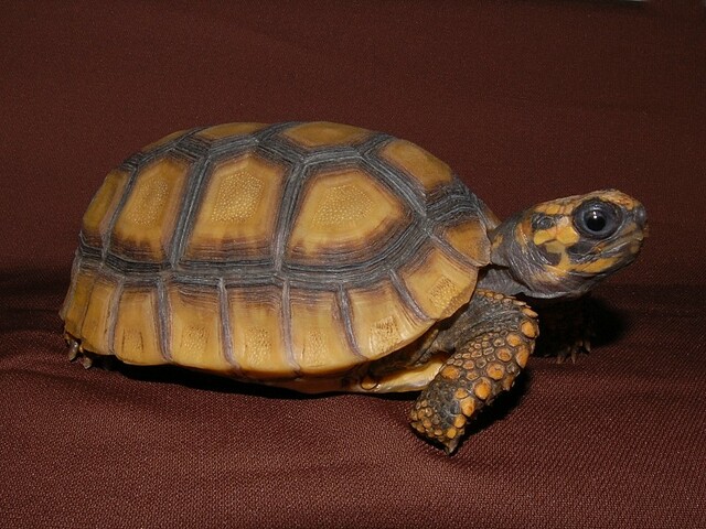 High Yellow Yellow Footed Tortoises-High-Yellow-Yellow-Footed-Tortoises.jpg