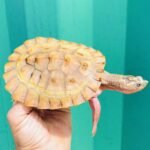 Hypo Pink Belly Snapper-Hypo-Pink-Belly-Snapper.jpg