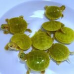 Lime Green Albino Red Eared Slider-Lime-Green-Albino-Red-Eared-Slider.jpg
