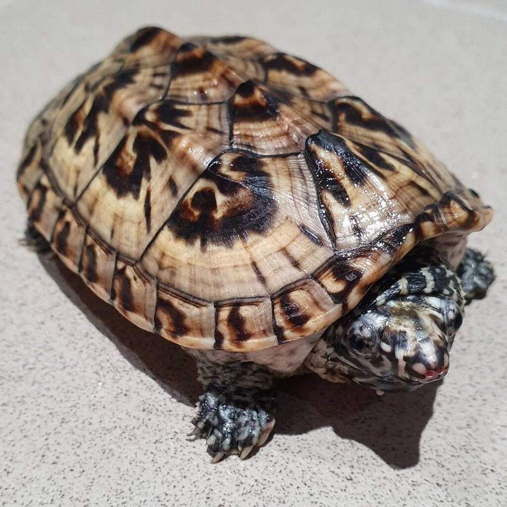 Mexican Giant Musks are one of the very best tank turtles.