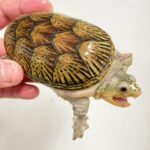 Narrow Bridged Musk Turtle-Narrow-Bridged-Musk-Turtle.jpeg