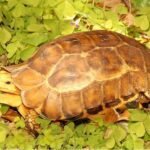 Serrated Hinge Backed Tortoises-Serrated-Hinge-Backed-Tortoises.jpg