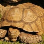 Sulcata Tortoise-Sulcata-Tortoise-Adult.jpg