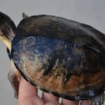 West African Black Forest Turtle-West-African-Black-Forest-Turtle.jpeg