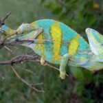 Adult Veiled Chameleons-Adult-Veiled-Chameleons.jpg