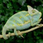Blue Sub Adult Veiled Chameleons-Blue-Sub-Adult-Veiled-Chameleons.jpg