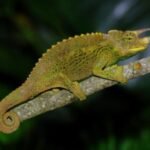 Juvenile Jackson’s Chameleon-Juvenile-Jacksons-Chameleon-Chamaeleo-Trioceros-jacksonii-xantholophus.jpg
