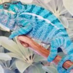 Nosy Be Panther Chameleon (Adult )-Nosy-Be-Panther-Chameleon-Adult-.jpg