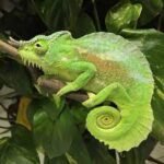 Four Horned Chameleon