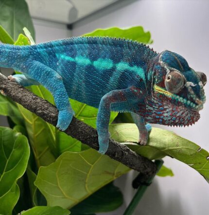 Blue Ambanja Panther Chameleon-WhatsApp-Image-2024-11-26-at-03.02.17.jpeg