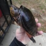 Loggerhead Musk Turtle (Sternotherus minor)-WhatsApp-Image-2025-02-01-at-15.12.00.jpeg