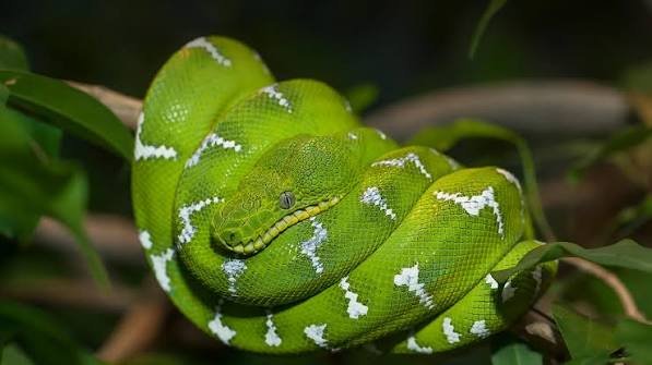 category